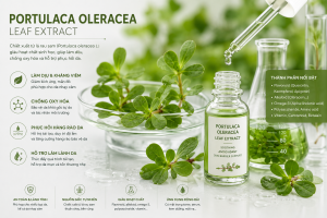 Portulaca Oleracea Leaf Extract La Hoat Chat Gi Cong Dung Trong Duoc My Pham
