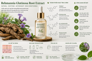 Rehmannia Glutinosa Root Extract La Hoat Chat Gi Cong Dung Trong Duoc My Pham