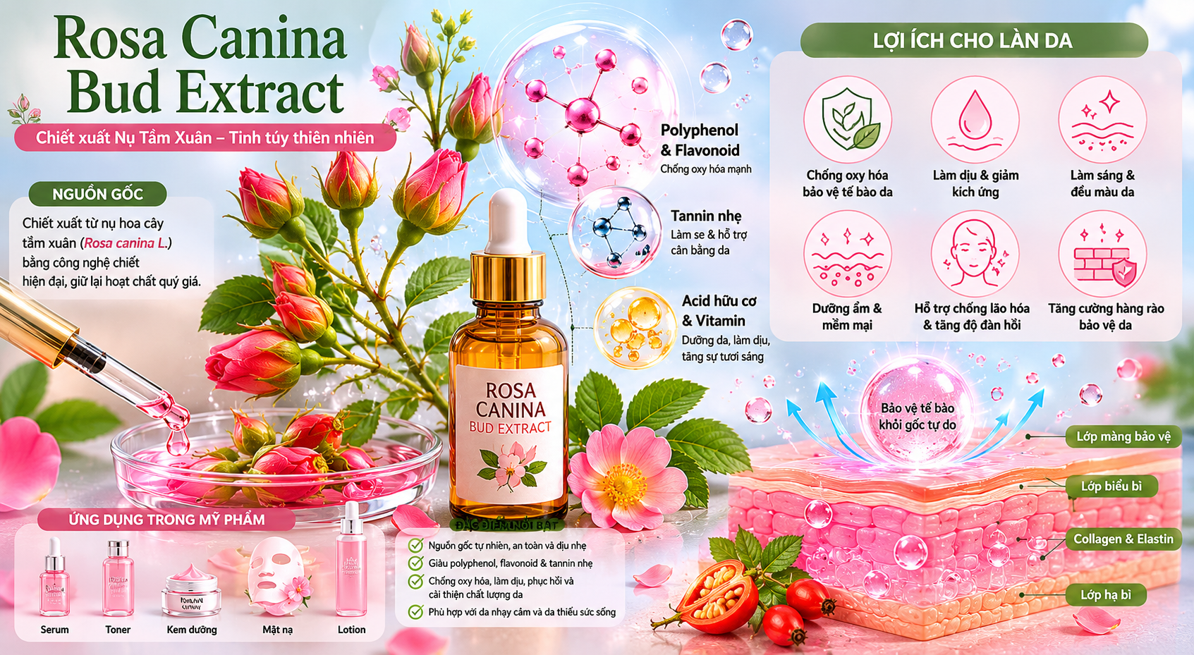 Rosa Canina Bud Extract La Hoat Chat Gi Cong Dung Trong Duoc My Pham