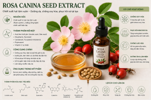 Rosa Canina Seed Extract La Hoat Chat Gi Cong Dung Trong Duoc My Pham