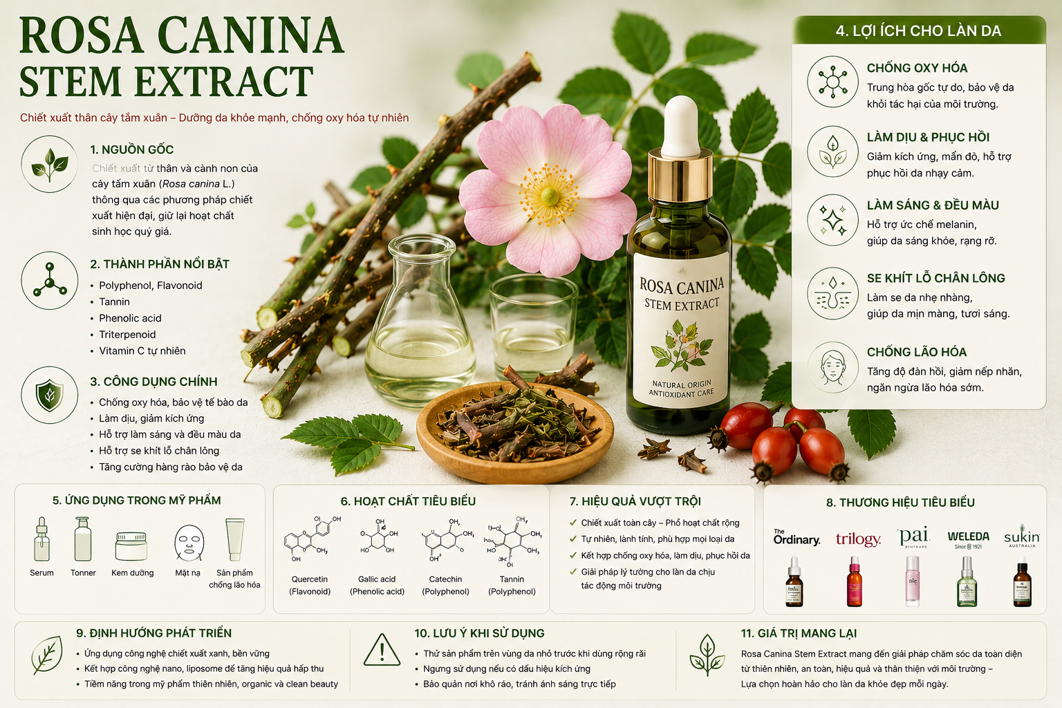 Rosa Canina Stem Extract La Hoat Chat Gi Cong Dung Trong Duoc My Pham