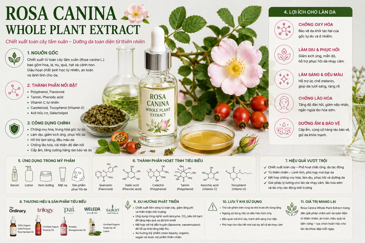 Rosa Canina Whole Plant Extract La Hoat Chat Gi Cong Dung Trong Duoc My Pham