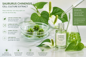 Saururus Chinensis Cell Culture Extract La Hoat Chat Gi Cong Dung Trong Duoc My Pham