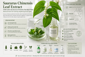 Saururus Chinensis Leaf Extract La Hoat Chat Gi Cong Dung Trong Duoc My Pham