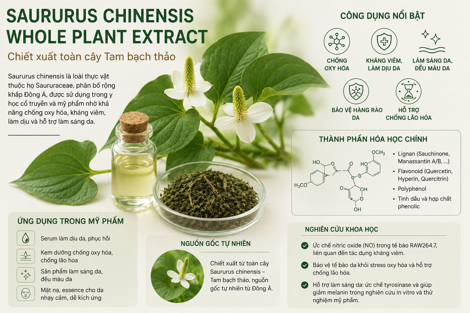 Saururus Chinensis Whole Plant Extract La Hoat Chat Gi Cong Dung Trong Duoc My Pham