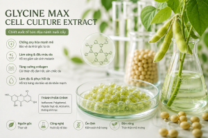 glycine max cell culture extract la hoat chat gi cong dung trong duoc my pham