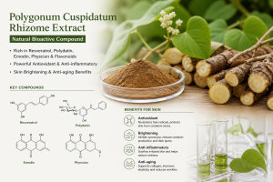 polygonum cuspidatum rhizome extract la hoat chat gi cong dung trong duoc my pham