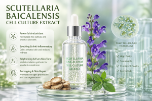 scutellaria baicalensis cell culture extract la hoat chat gi cong dung trong duoc my pham