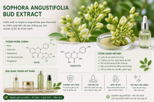 sophora angustifolia bud extract la hoat chat gi cong dung trong duoc my pham