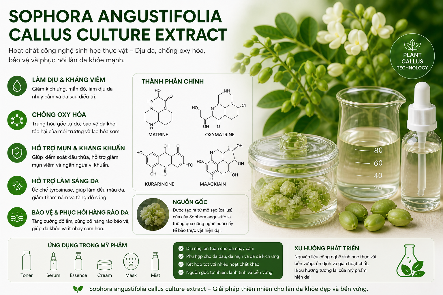 sophora angustifolia callus culture extract la hoat chat gi cong dung trong duoc my pham