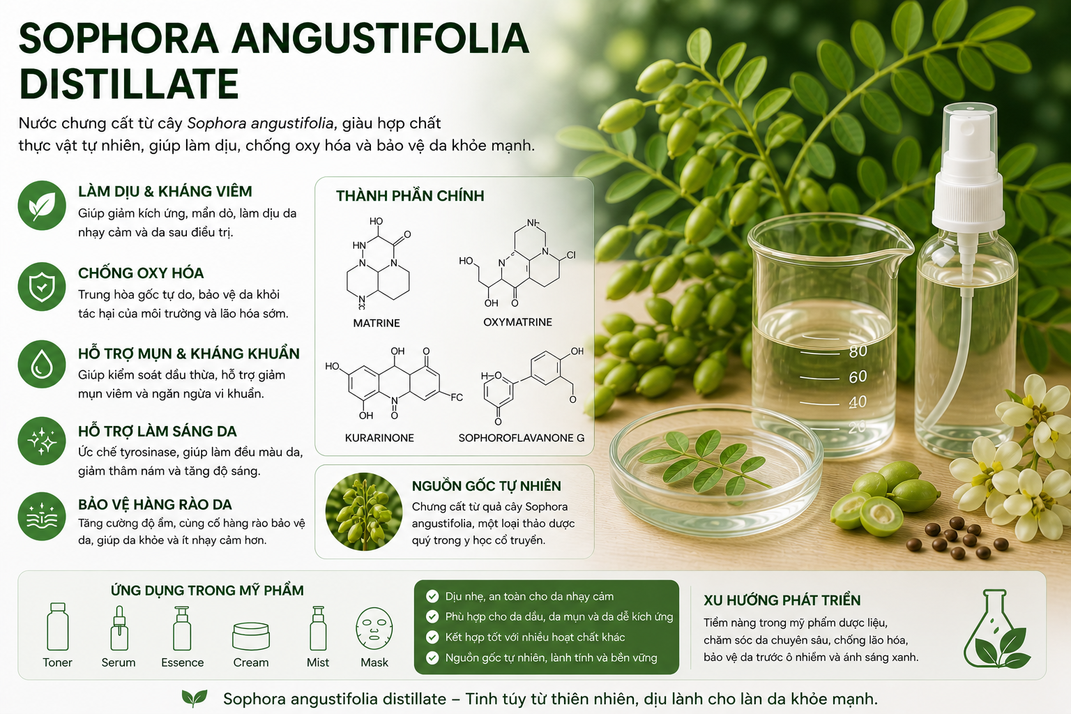 sophora angustifolia distillate la hoat chat gi cong dung trong duoc my pham