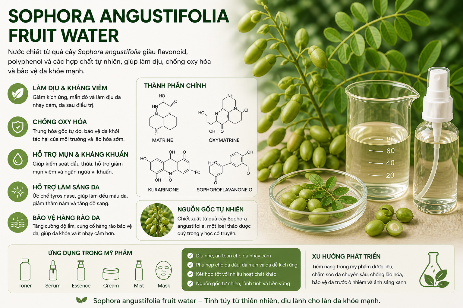 sophora angustifolia fruit water la hoat chat gi cong dung trong duoc my pham