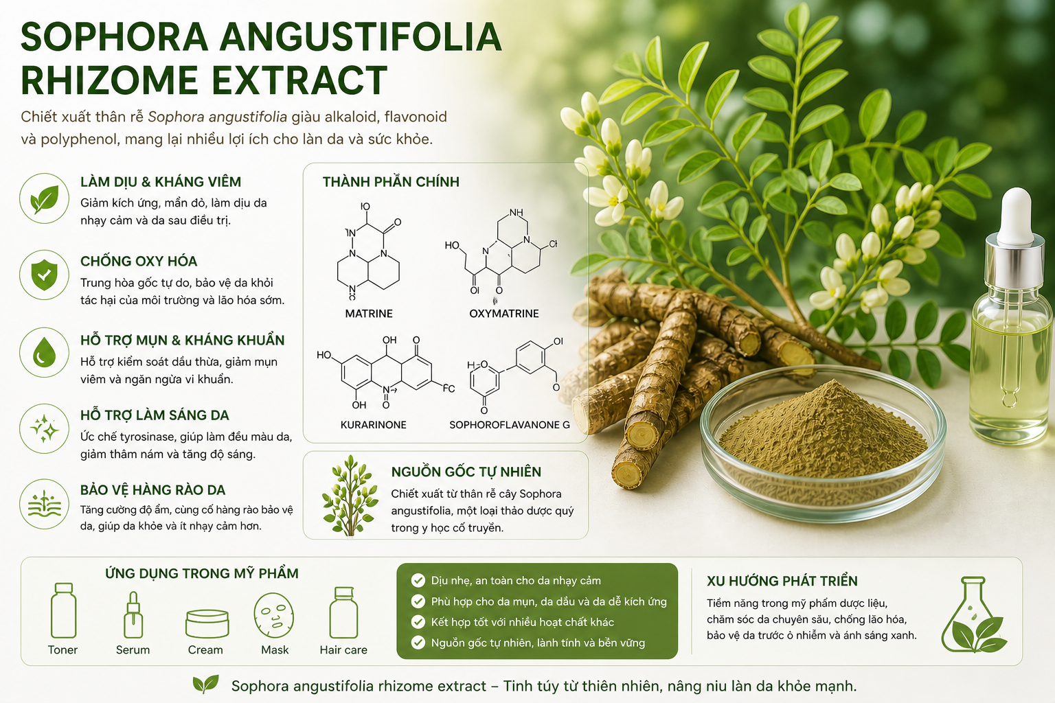 sophora angustifolia rhizome extract la hoat chat gi cong dung trong duoc my pham