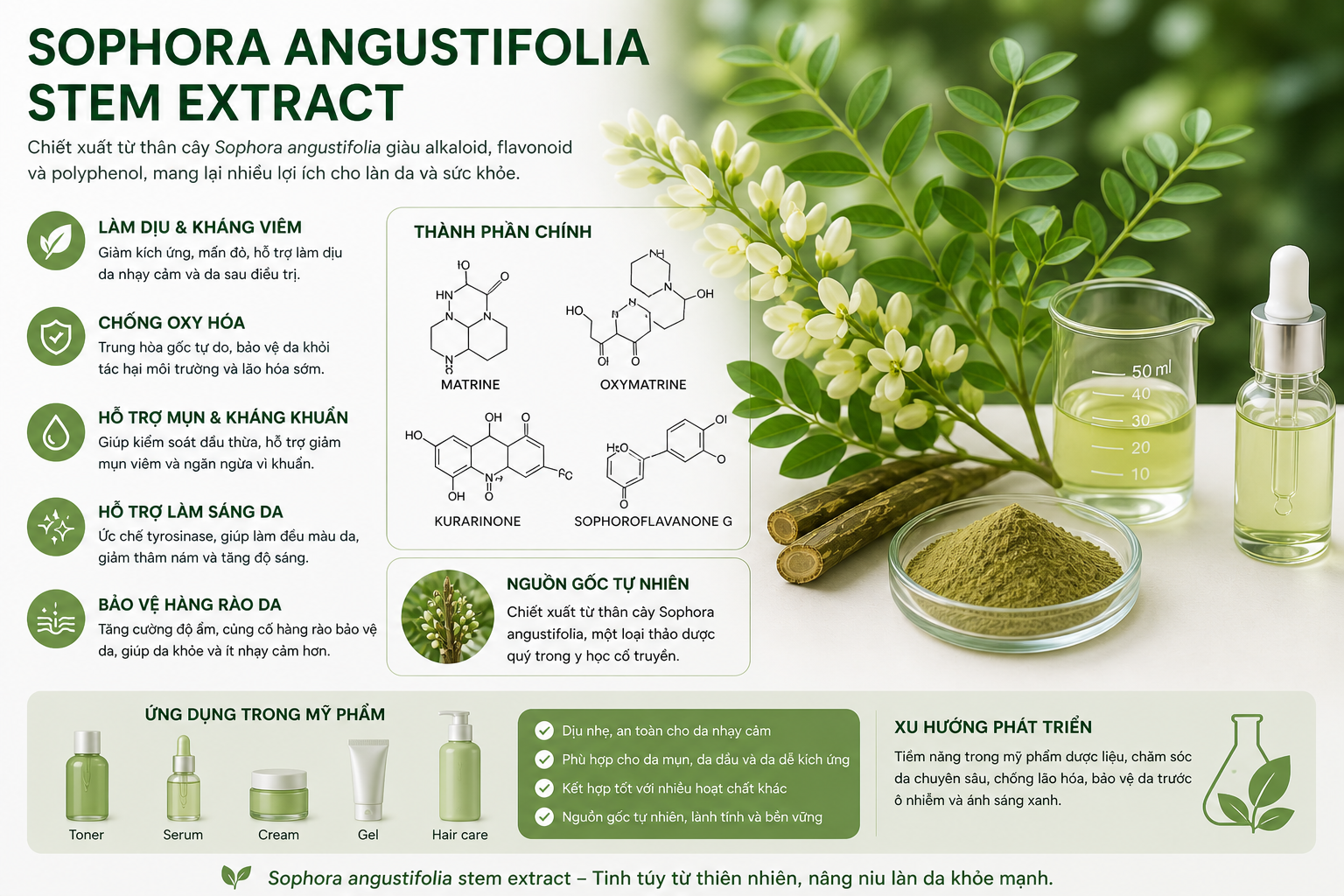sophora angustifolia stem extract la hoat chat gi cong dung trong duoc my pham