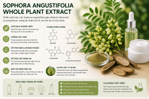 sophora angustifolia whole plant extract la hoat chat gi cong dung trong duoc my pham