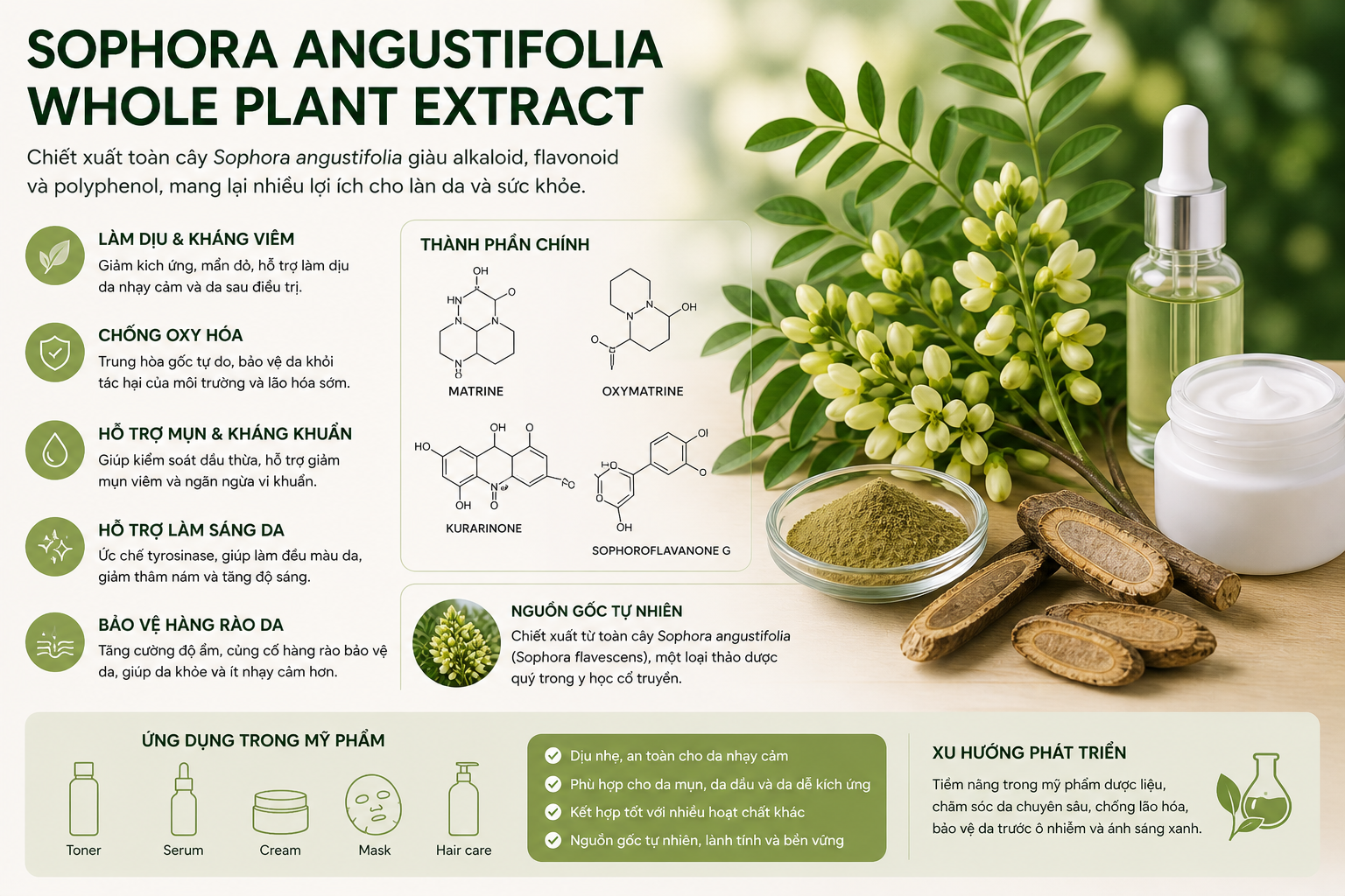 sophora angustifolia whole plant extract la hoat chat gi cong dung trong duoc my pham